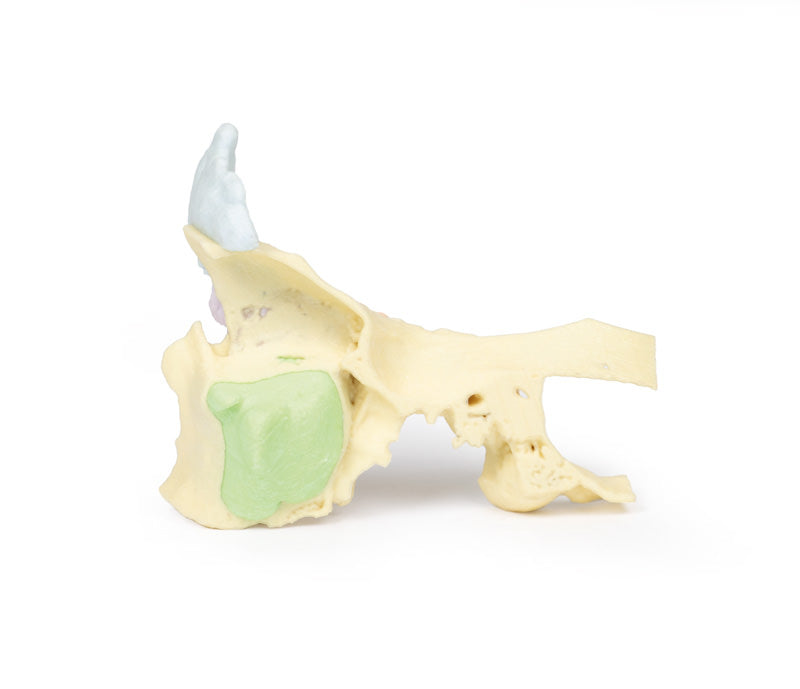 Paranasal Sinus model