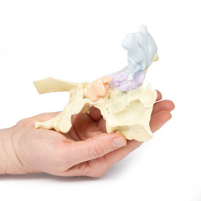 Paranasal Sinus model - eAnatomi
