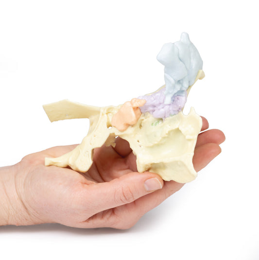 Paranasal Sinus model