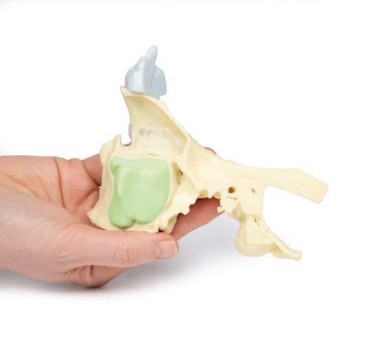 Paranasal Sinus model