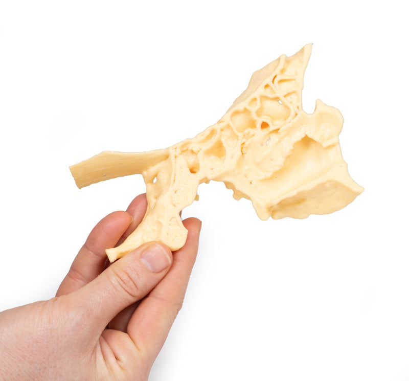 Paranasal Sinus model