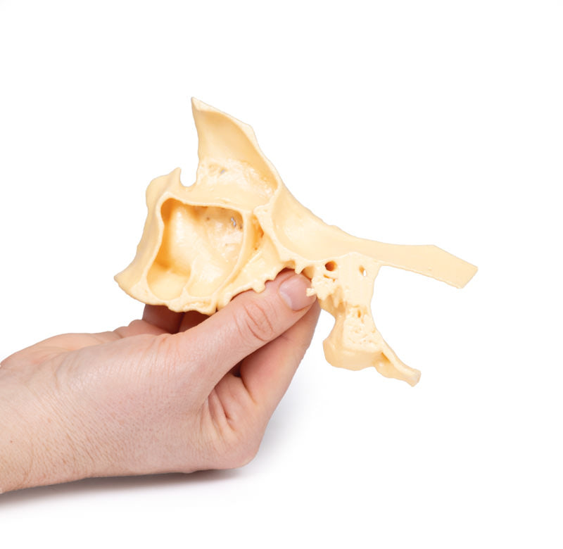 Paranasal Sinus model