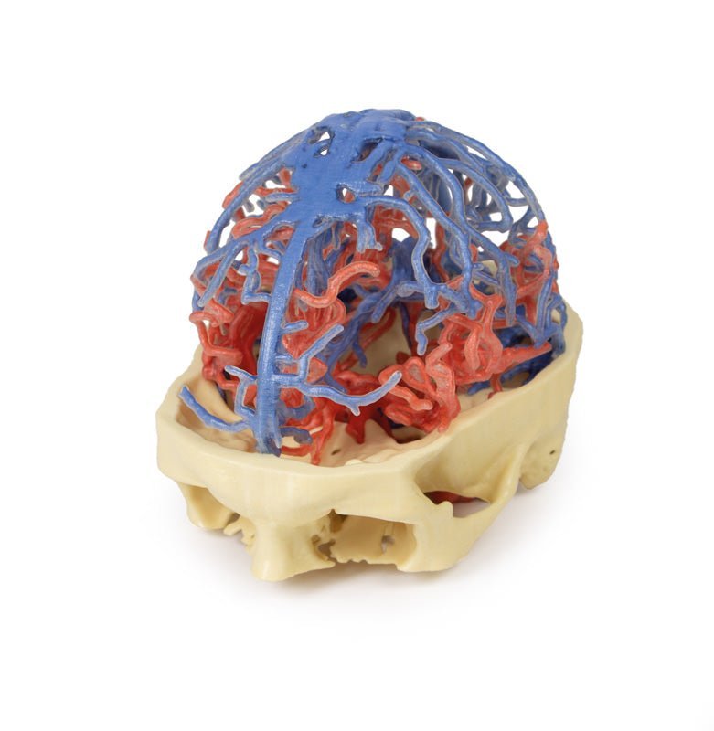 Kraniets arterie - og venesystem - eAnatomi