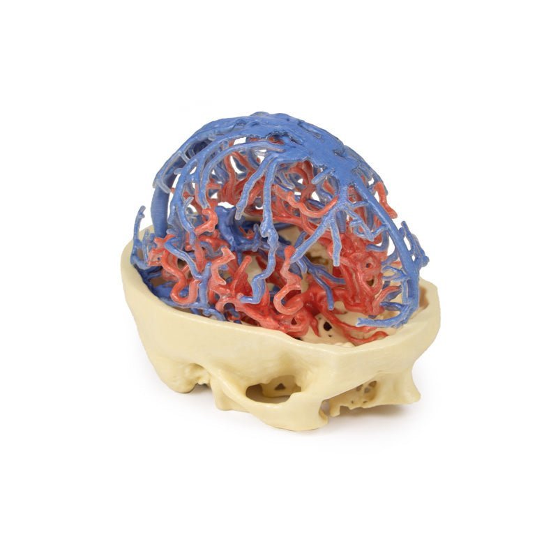 Kraniets arterie - og venesystem - eAnatomi