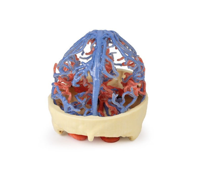 Kraniets arterie - og venesystem - eAnatomi