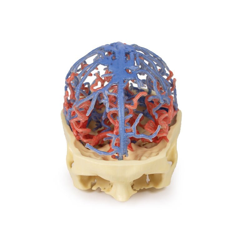 Kraniets arterie - og venesystem - eAnatomi
