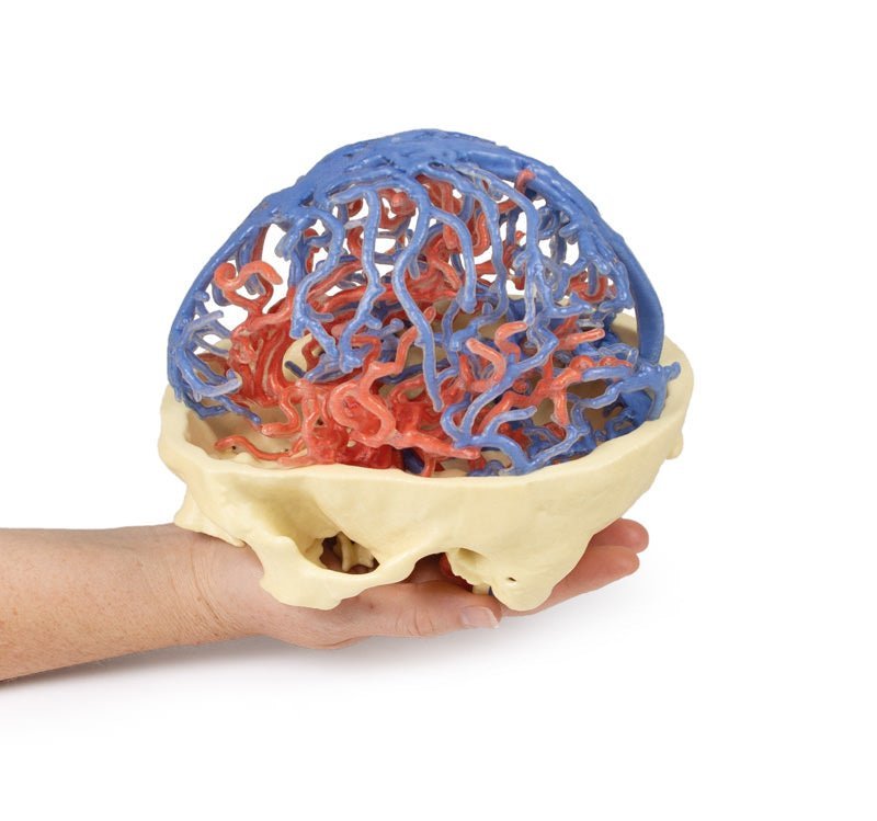 Kraniets arterie - og venesystem - eAnatomi