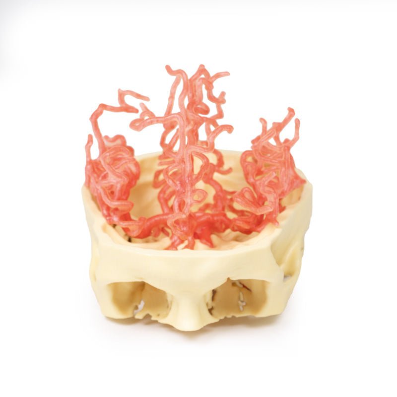 Arteriel cirkulation - eAnatomi