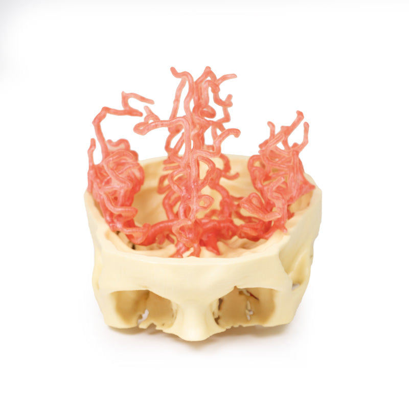 Arteriel cirkulation