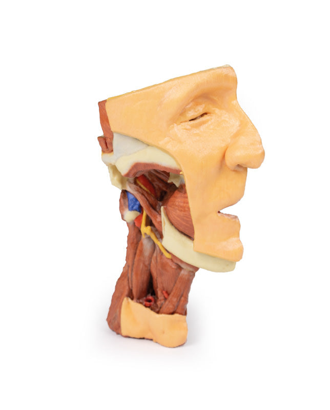 Dybt ansigt/Infratemporal fossa