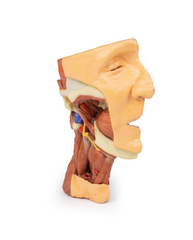 Dybt ansigt/Infratemporal fossa - eAnatomi