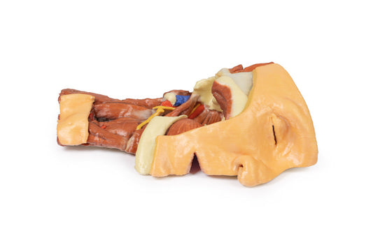 Dybt ansigt/Infratemporal fossa