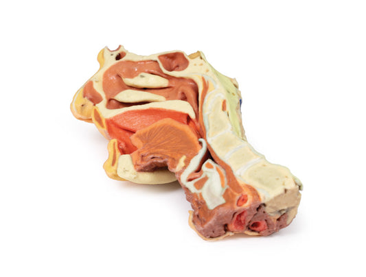 Dybt ansigt/Infratemporal fossa