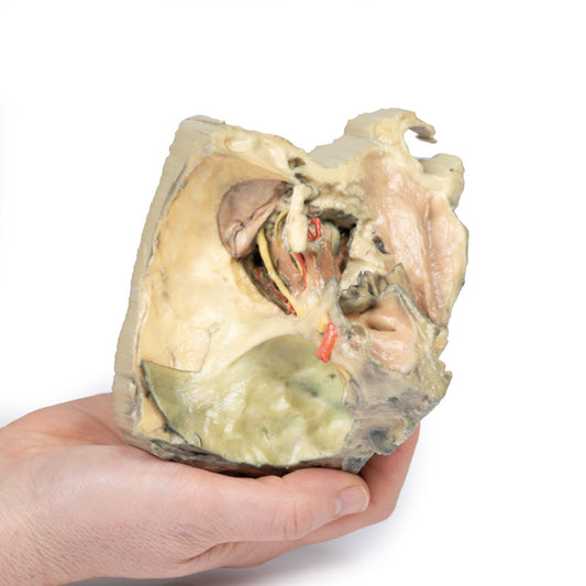 Medial kredsløb