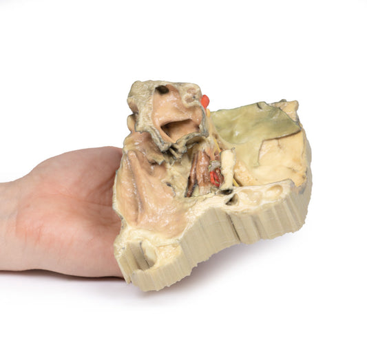 Medial kredsløb