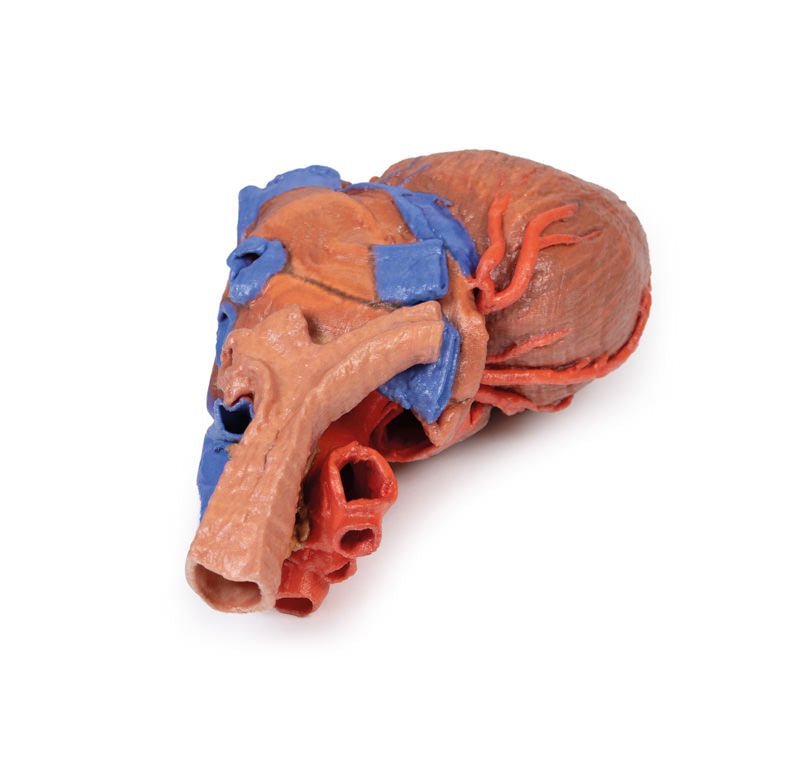 Hjerte m. distale trachea, carina og primære bronkier - eAnatomi