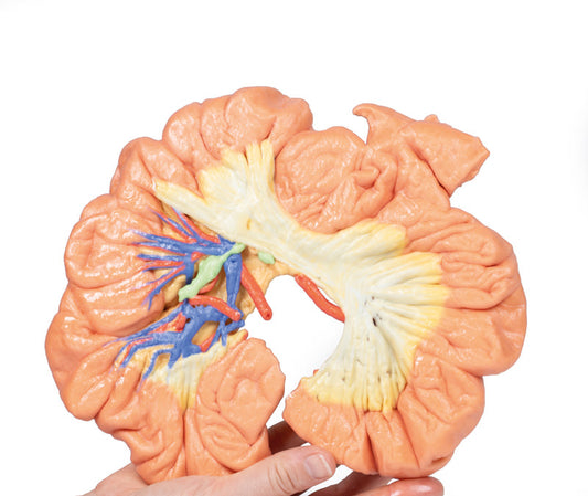 Tarm - Del af Ileum