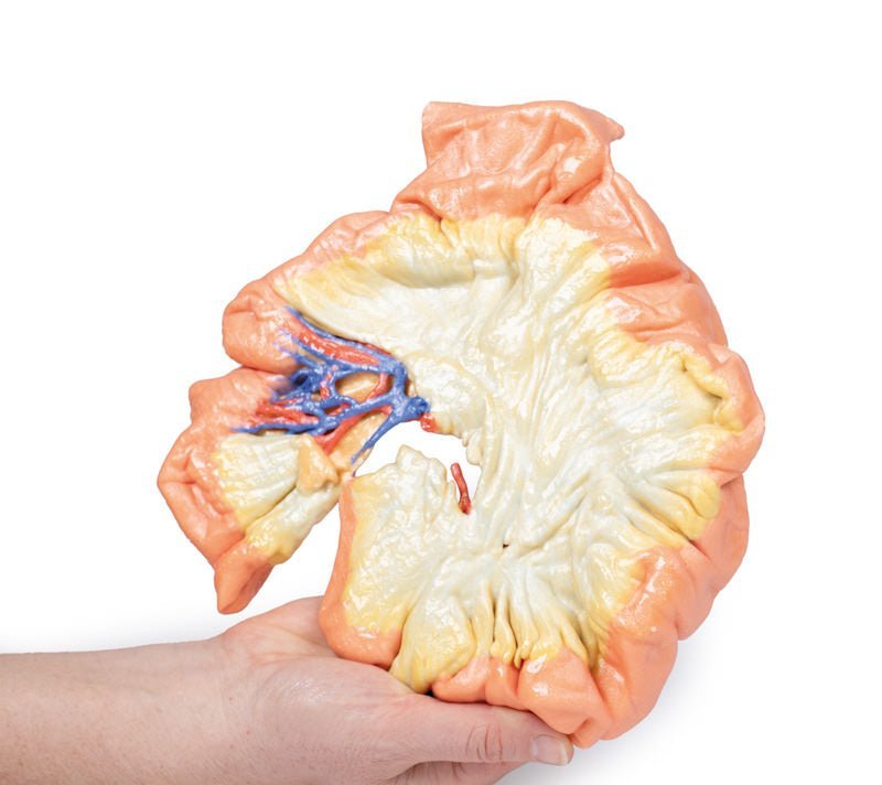Jejunum - eAnatomi
