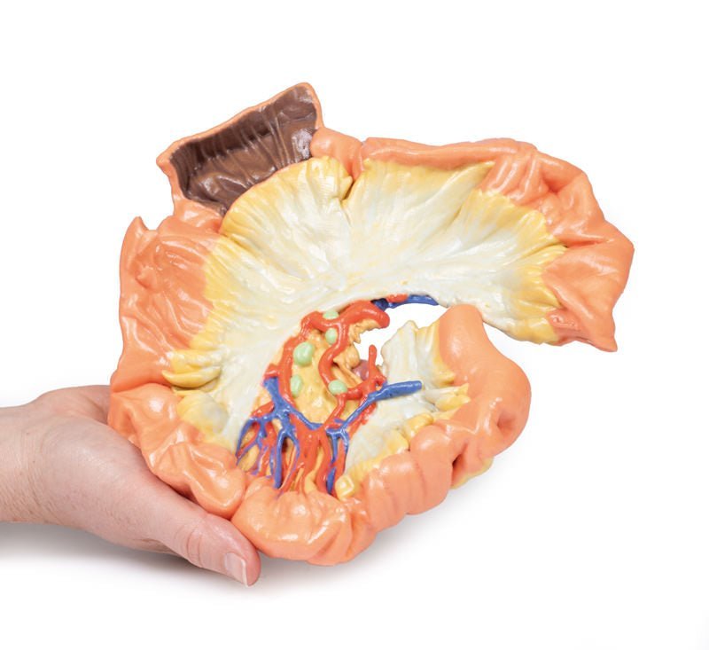 Jejunum - eAnatomi