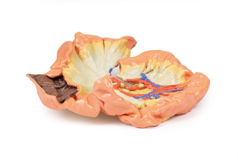 Jejunum - eAnatomi