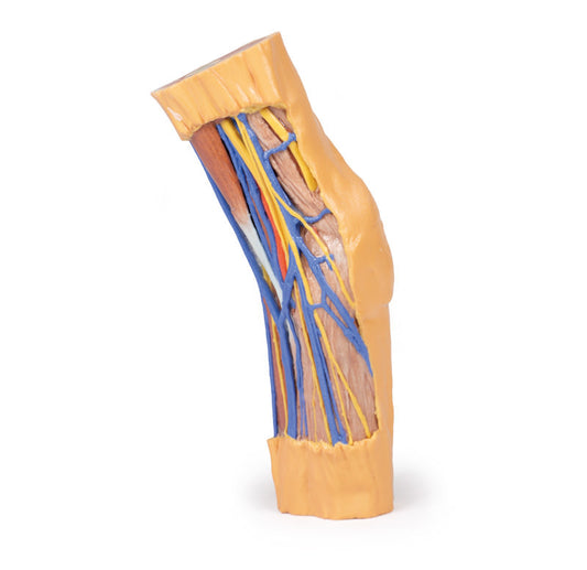 Cubital Fossa