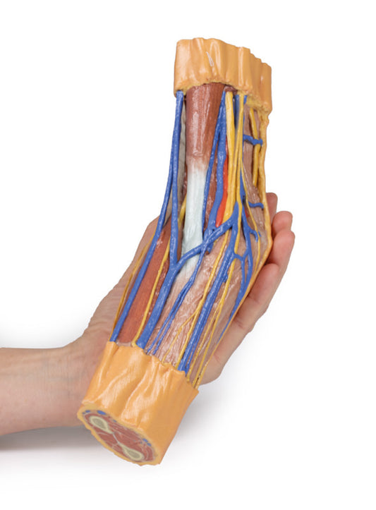 Cubital Fossa