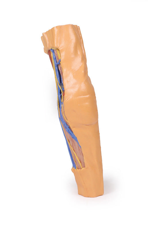 Cubital Fossa