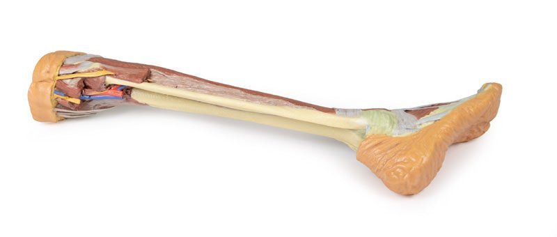 Underben m. dybe strukturer* - eAnatomi