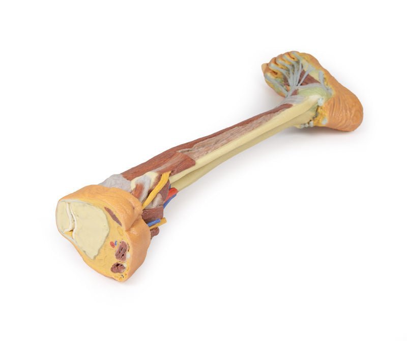 Underben m. dybe strukturer* - eAnatomi