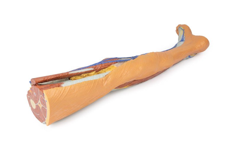 Underekstremitet – overfladisk dissektion - eAnatomi
