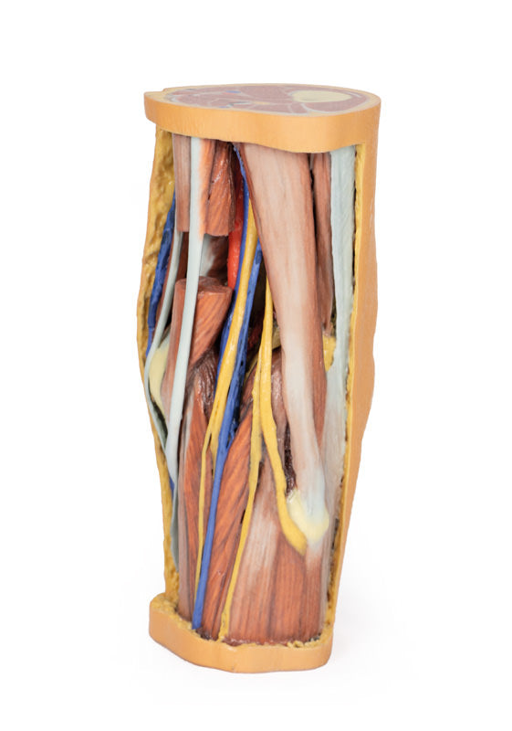 Popliteal Fossa