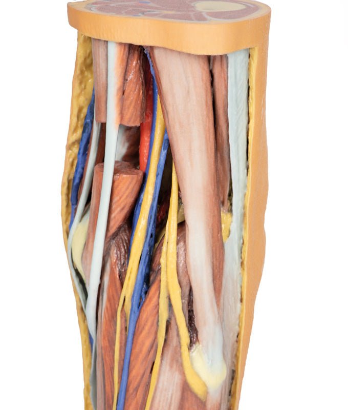 Popliteal Fossa - eAnatomi