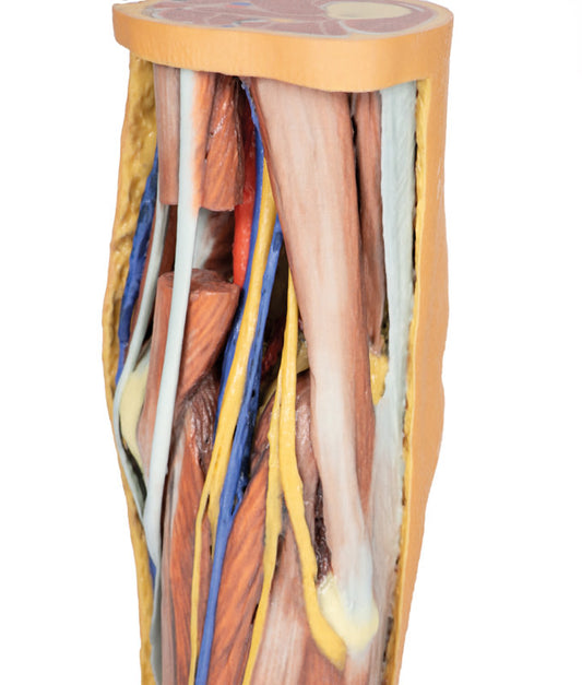 Popliteal Fossa