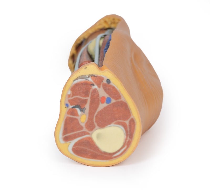 Popliteal Fossa - eAnatomi