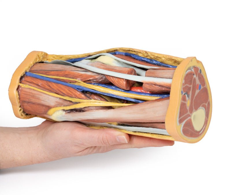 Popliteal Fossa - eAnatomi