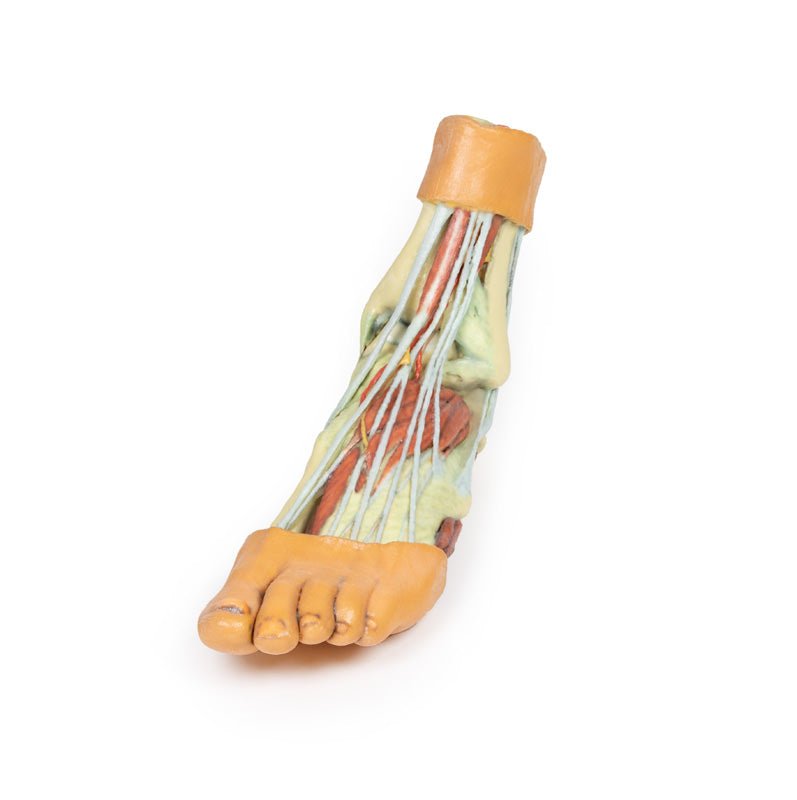 Fod - Strukturer af plantaroverfladen - eAnatomi