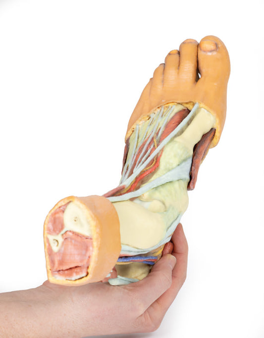 Fod - Strukturer af plantaroverfladen