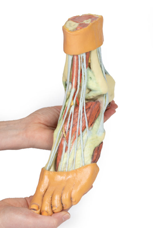 Fod - Strukturer af plantaroverfladen