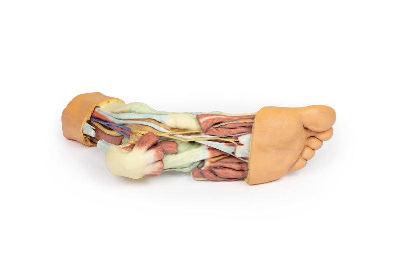 Fod - Strukturer af plantaroverfladen