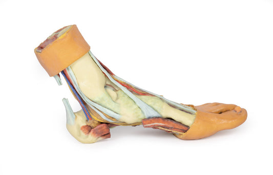 Fod - Strukturer af plantaroverfladen