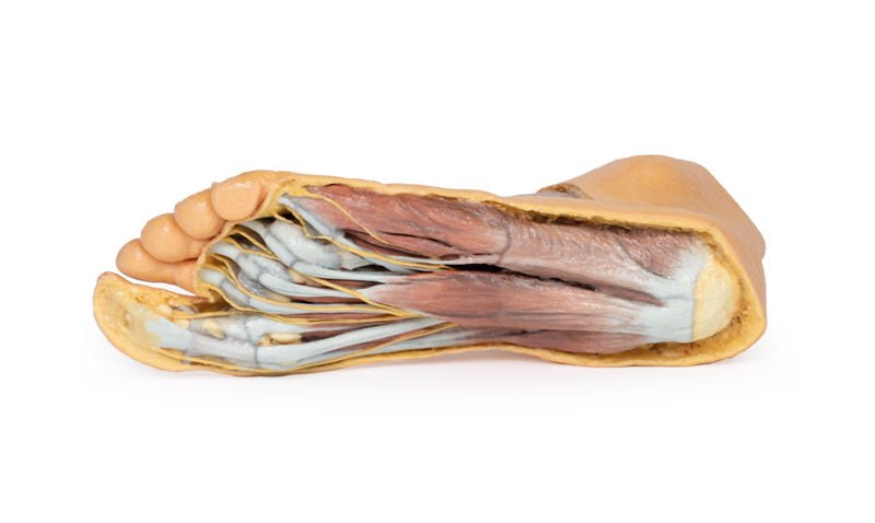 Fod - Plantar overflade & overfladisk dissektion på dorsum - eAnatomi
