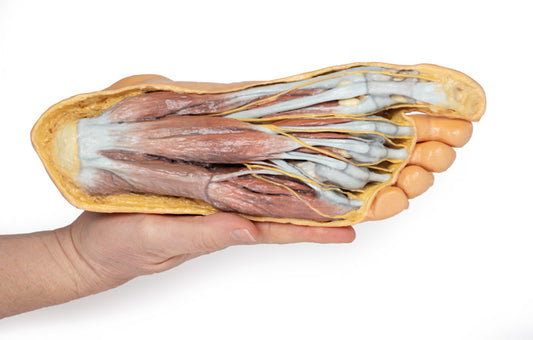 Fod - Plantar overflade & overfladisk dissektion på dorsum