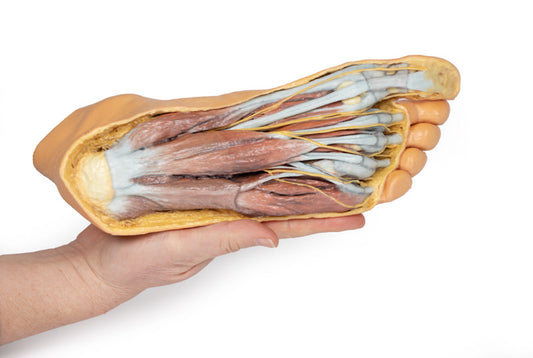 Fod - Plantar overflade & overfladisk dissektion på dorsum