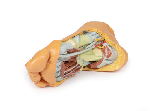 Fod - Dybe plantarstrukturer