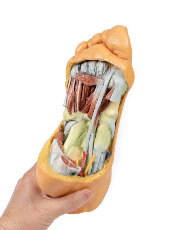 Fod - Dybe plantarstrukturer - eAnatomi