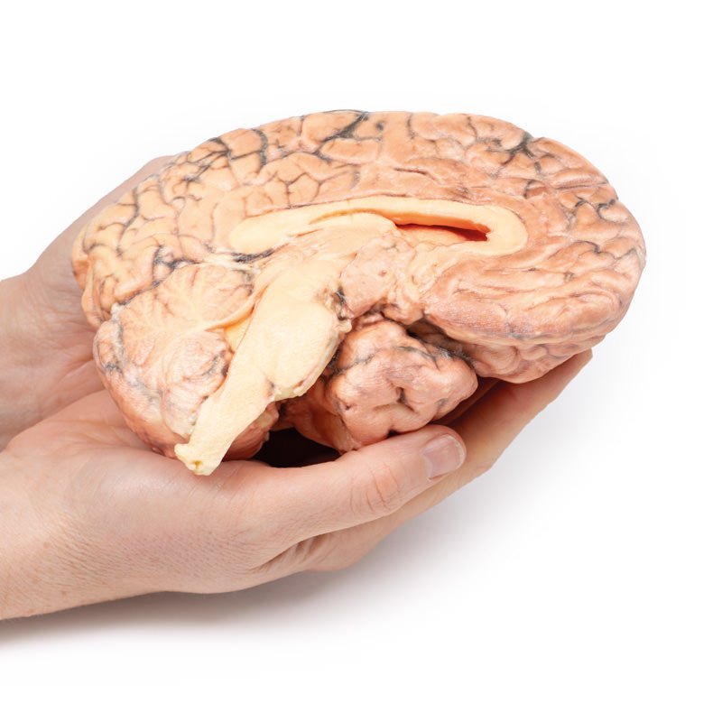 Kraniofaryngeom (Rathkes poche - tumor) - eAnatomi