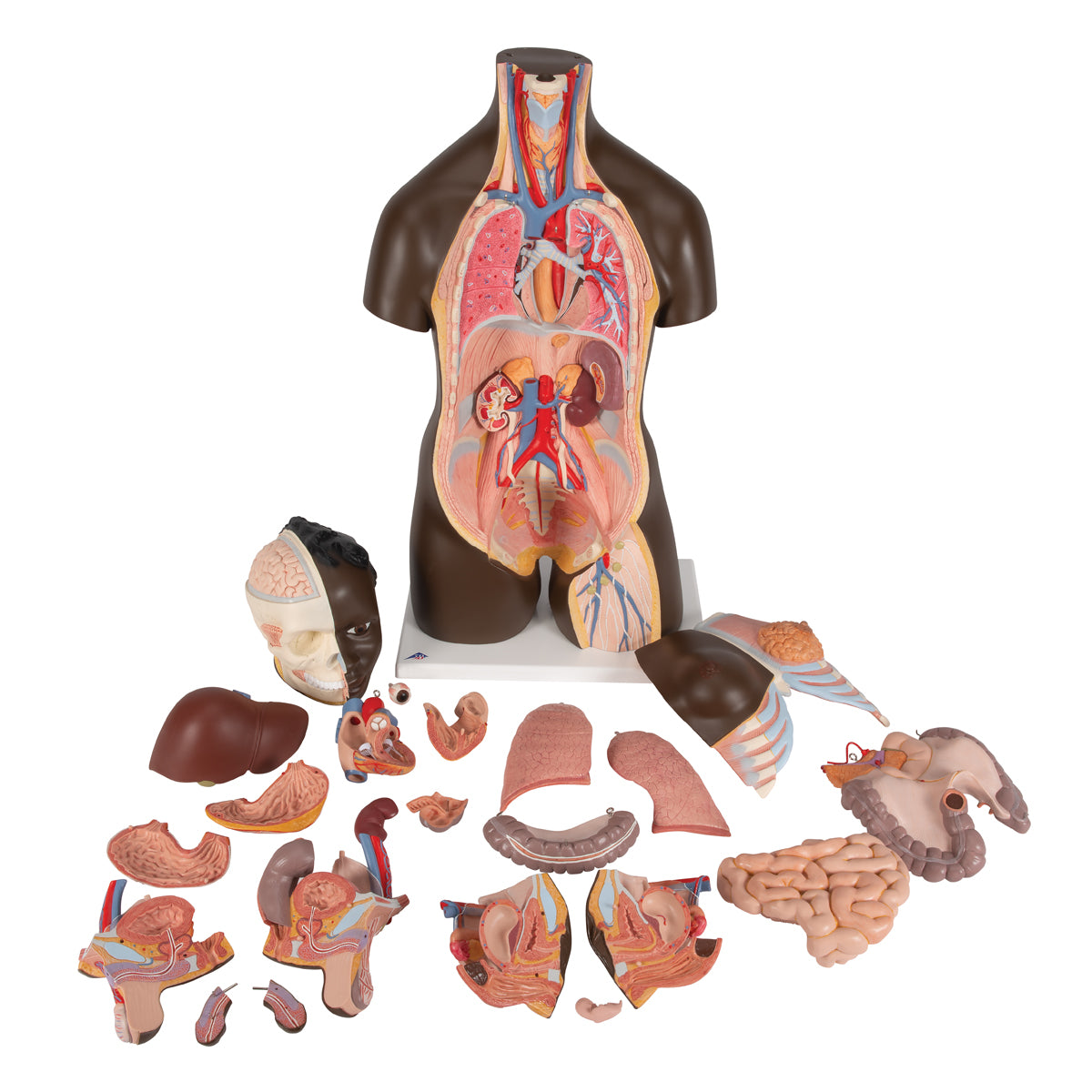 Highly detailed torso with 23 removable parts, dark skin and interchangeable genitalia
