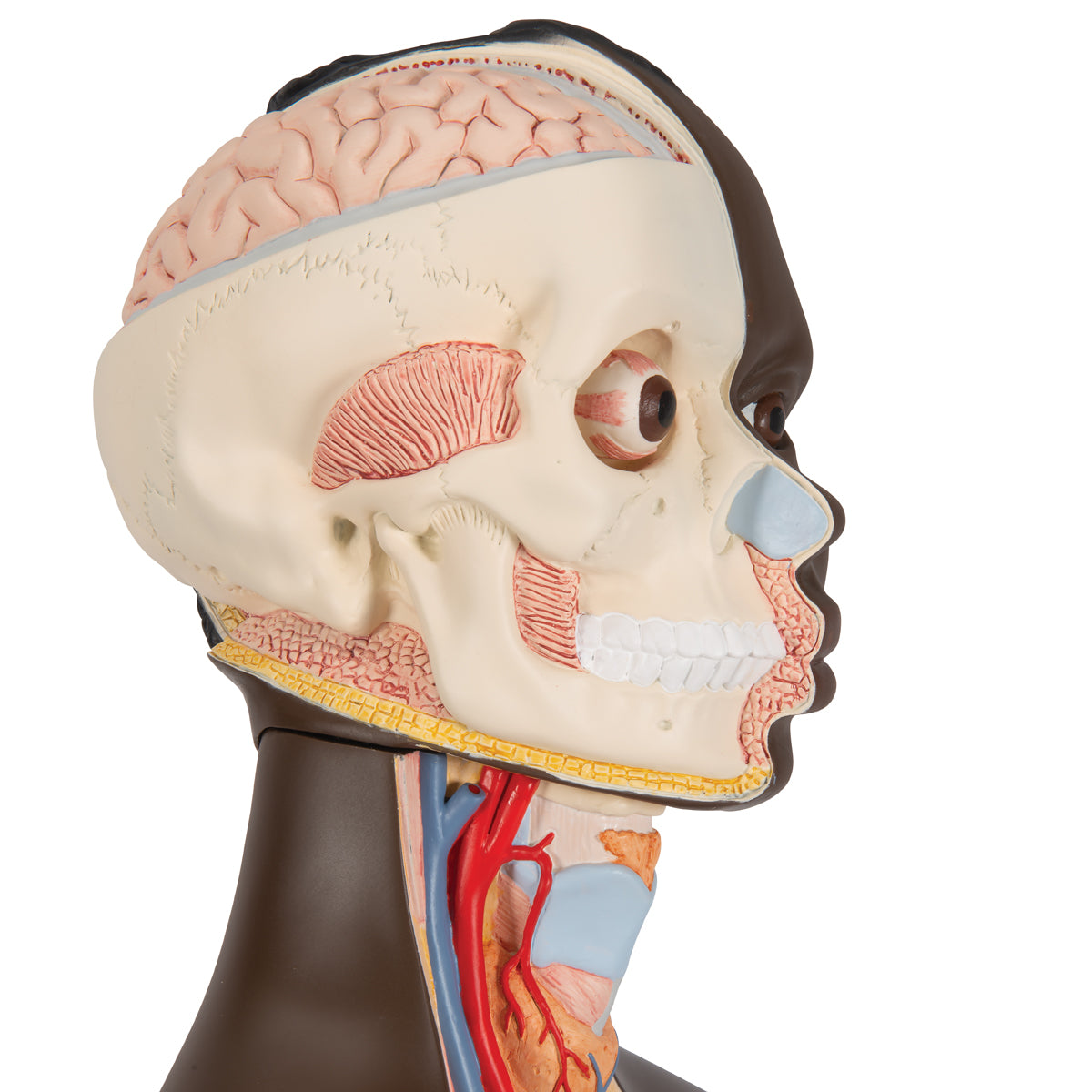 Highly detailed torso with 23 removable parts, dark skin and interchangeable genitalia