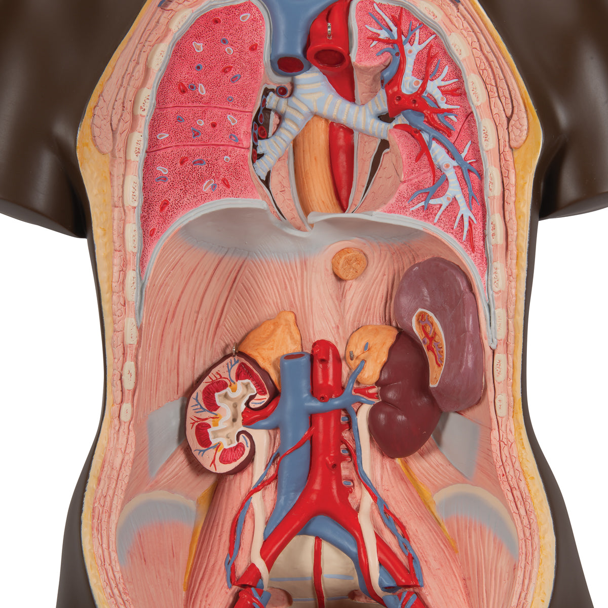 Highly detailed torso with 23 removable parts, dark skin and interchangeable genitalia
