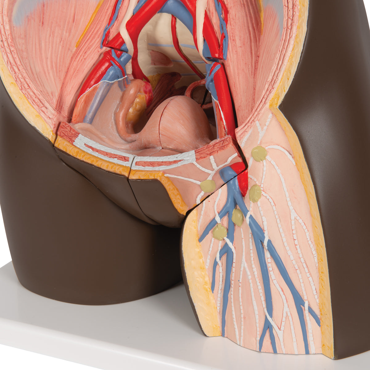 Highly detailed torso with 23 removable parts, dark skin and interchangeable genitalia